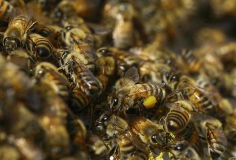 Les colonies d'abeilles se comportent comme un cerveau humain, selon les conclusions d'une &eacute;tude / Bee Colonies Behave Like the Human Brain, Study Finds | EntomoNews | Scoop.it