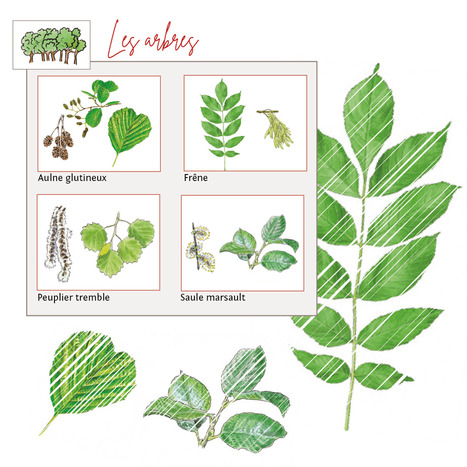 L'Outil de la malle Sologne : La flore des zones humides - Sologne Nature Environnement | Biodiversité | Scoop.it