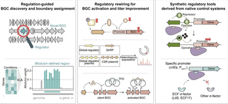 Decoding multidimensional regulatory networks in Streptomyces to accelerate natural product discovery and production | npr | RMH | Scoop.it