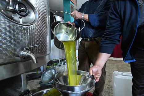 &laquo;&nbsp;L&rsquo;&eacute;trange anomalie du prix de l&rsquo;huile d&rsquo;olive&nbsp;&raquo; | ITERG - Veille sectorielle | Scoop.it