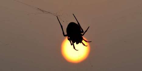 Les insectes pourraient disparaître de la planète d’ici 100 ans | Innovation, Développement Durable, RSE | Scoop.it
