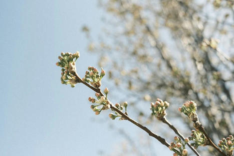 Fujifilm X-Trans IV Film Simulation Recipe: Nostalgia Color /&nbsp;Ritchie Roesch | Fujifilm X Series APS C sensor camera | Scoop.it