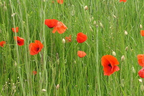 Famous Name: Poppy | Name News | Scoop.it