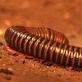 Earth: The Skinny On Cave Critters : Video : Discovery News | World Science Environment Nature News | Scoop.it