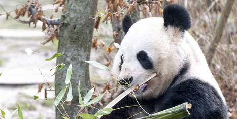 En Chine, la politique de protection du panda n’a pas profité aux autres espèces | Biodiversité | Scoop.it