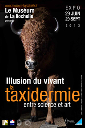 Illusion du vivant : la taxidermie entre science et Art | R&eacute;seau Patrimoine du Vivant et Ecologie par Mus&eacute;e du Vivant - AgroParisTech | Scoop.it
