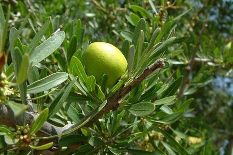 MAROC : DARED, un projet de sauvetage de l&rsquo;arganier qui porte ses fruits | CIHEAM Press Review | Scoop.it