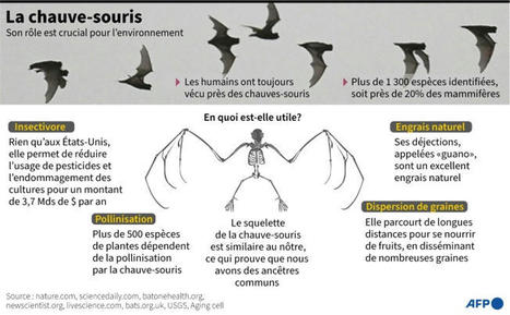 Et si les chauves-souris détenaient la clé d'une vieillesse bien portante | Biodiversité | Scoop.it