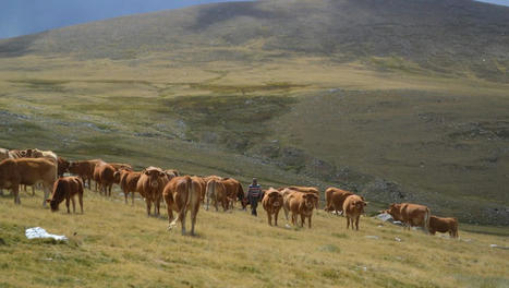 Une enveloppe de 6 millions d'euros pour aider les éleveurs à favoriser la biodiversité : "Maintenir le pastoralisme est déjà une mesure agroenvironnementale" | Elevage et environnement | Scoop.it