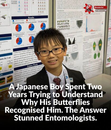 &Eacute;tude scientifique men&eacute;e par Jo Nagai, 10 ans, sur les papillons | EntomoScience | Scoop.it