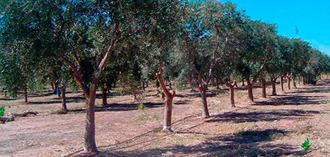 Andalucía y Argentina intercambian experiencias sobre formación e investigación en el cultivo del olivar | OLIVE NEWS | Scoop.it