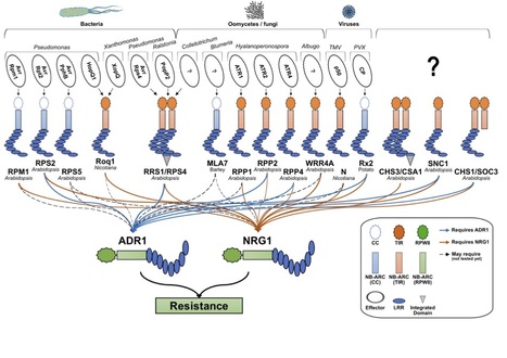 New Phytologist: Diverse NLR immune receptors activate defence via the RPW8‐NLR NRG1 (2018) | Plants and Microbes | Scoop.it