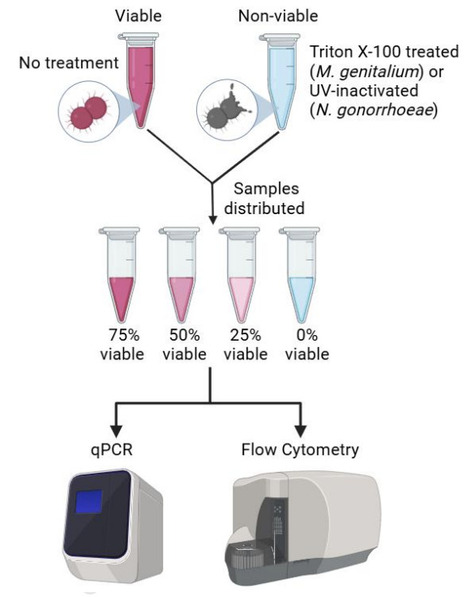 Dead or alive? A novel flow cytometric method to determine microbial viability in Mycoplasma genitalium and Neisseria gonorrhoeae | jmm | RMH | Scoop.it