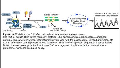 The Arabidopsis sickle Mutant Exhibits Altered Circadian Clock Responses to Cool Temperatures and Temperature-Dependent Alternative Splicing | The Plant Cell | Scoop.it