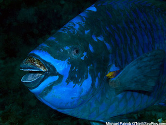 Protections Finalized for 132 Caribbean Fish Species - Pew Environment Group | OUR OCEANS NEED US | Scoop.it