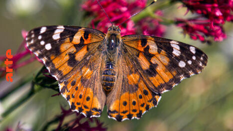 Les papillons !!! Ces super-héros de la nature - Les super voyageurs - Regarder le documentaire complet | Variétés entomologiques | Scoop.it
