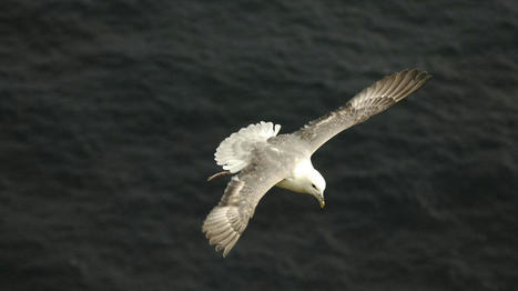 Les microplastiques détraquent le système digestif des oiseaux marins | Biodiversité | Scoop.it