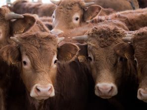 Nouveaux cas de tuberculose bovine : des &eacute;levages vid&eacute;s et les blaireaux dans le viseur des agriculteurs | Actualit&eacute; B&eacute;tail | Scoop.it