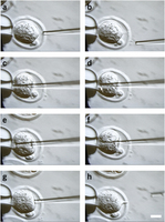 Generating genetically modified mice using CRISPR/Cas-mediated genome engineering - Nat Protoc | Animal Models - GEG Tech top picks | Scoop.it