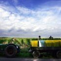 Pour les vignerons alsaciens, c'est "Touche pas aux vendanges tardives" | Alsace Actu | Scoop.it