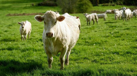 Viande bovine bio : booster la consommation pour pérenniser la filière | Economie de l'Elevage | Scoop.it