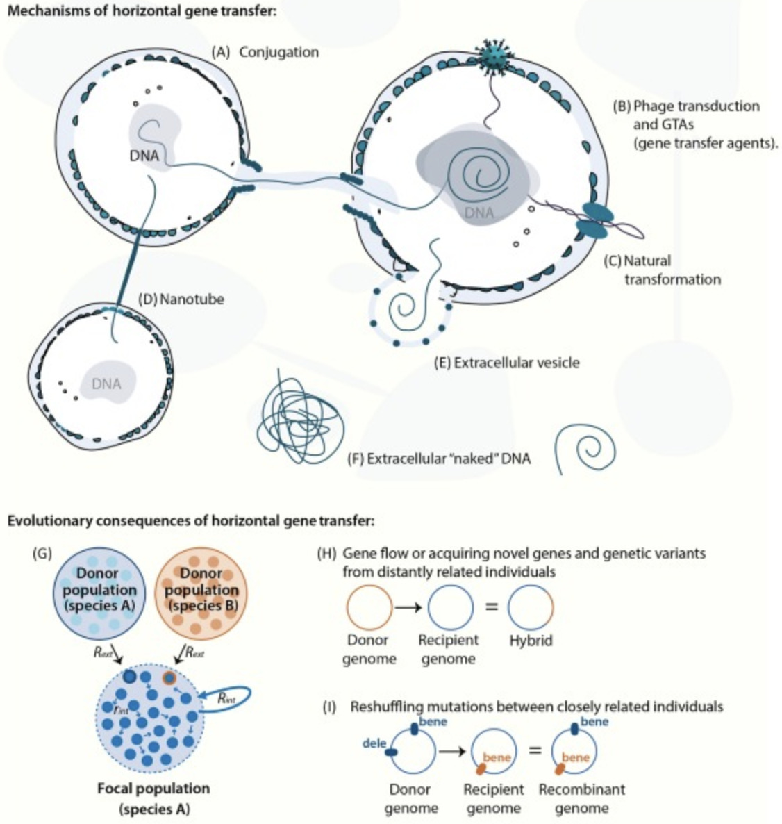 Unraveling the tempo and mode of horizontal gen...
