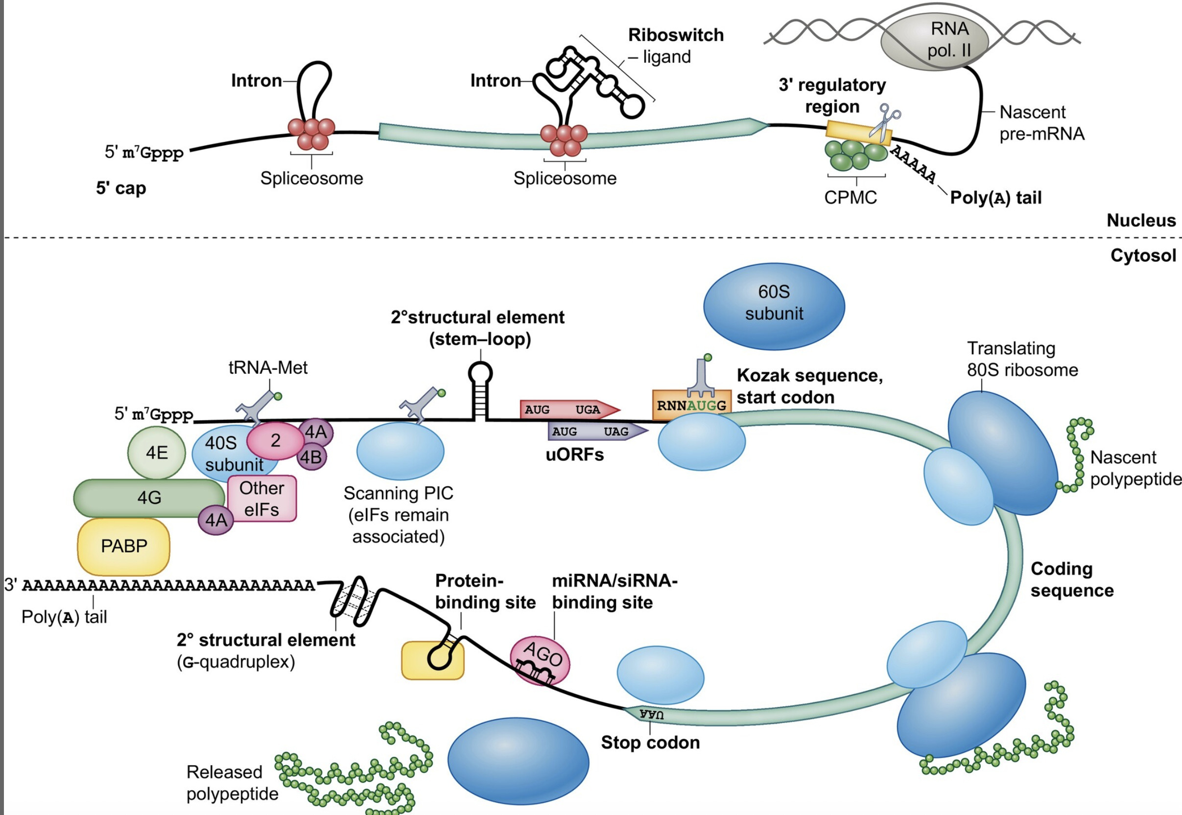 RNA elements and their biotechnological applica...