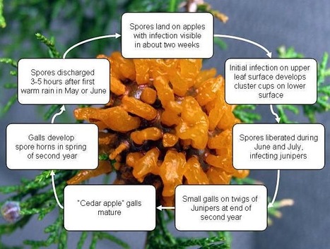 The cedar-apple rust fungus Gymnosporangium juniperi-virginianae | Plants and Microbes | Scoop.it