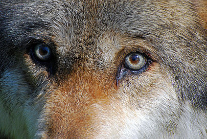 Loups Vosgiens: Nouvelles désinformations notoires! | Loup | Scoop.it