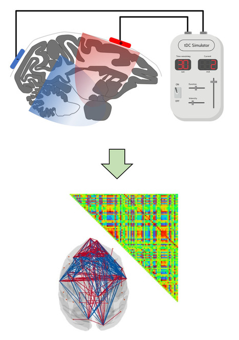 Mieux comprendre les effets de la stimulation cérébrale non-invasive sur les réseaux cérébraux | Life Sciences Université Paris-Saclay | Scoop.it