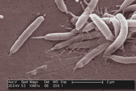 Un nouveau cancer sur huit est caus&eacute; par des infections, selon une &eacute;tude du&nbsp;CIRC - Le Monde | Revue de presse | Scoop.it