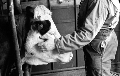 Bien-être et comportement animal en élevage | Elevage et société | Scoop.it