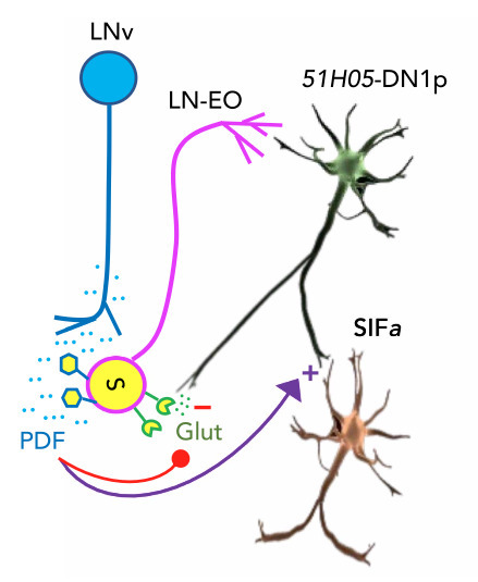Le cerveau des drosophiles traduit les informations environnementales en changements des niveaux de neuropeptide PDF pour adapter le comportement veille-sommeil aux journées estivales | Life Sciences Université Paris-Saclay | Scoop.it
