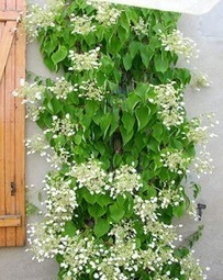 Les plantes grimpantes pour des murs végétalisés | Immobilier | Scoop.it