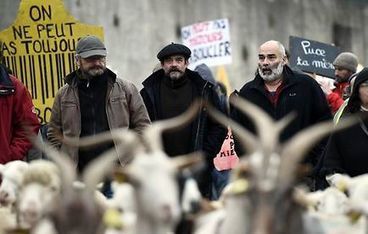 Des centaines de paysans manifestent contre "l'industrialisation de l'élevage" | Questions de développement ... | Scoop.it