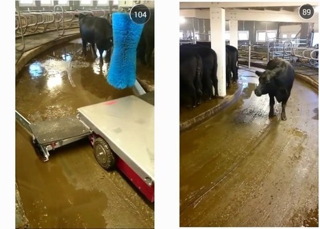 Miro installe un robot racleur dans une étable circulaire en Norvège - Web-agri | Pour innover en agriculture | Scoop.it