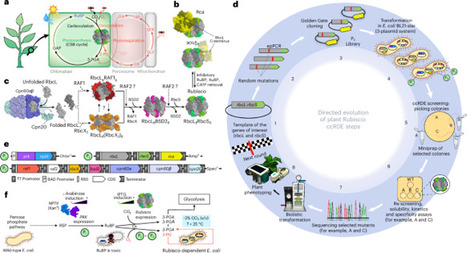Laboratory evolution of Rubisco solubility and catalytic switches to enhance plant productivity | Npt | RMH | Scoop.it