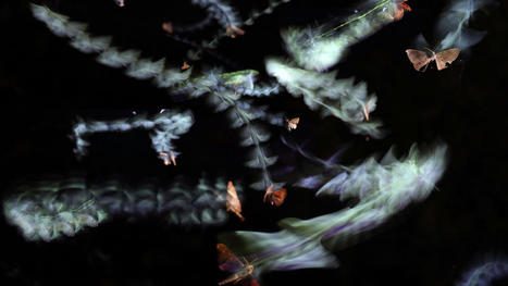 Les insectes sont-ils vraiment attirés par la lumière ? | EntomoScience | Scoop.it