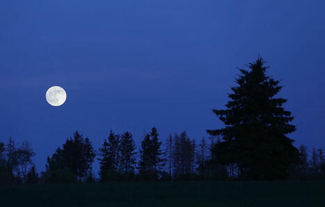 La forêt, la nuit… Ce lieu qui nous fait tous si peur ne serait-il en réalité le lieu le plus safe ? | Biodiversité - @ZEHUB on Twitter | Scoop.it