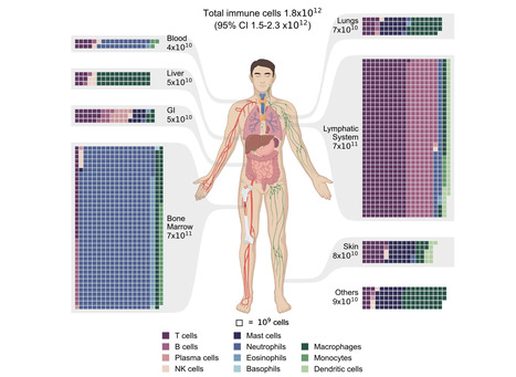 The Total Mass, Number, and Distribution of Immune Cells in the Human Body | Virus World | Scoop.it
