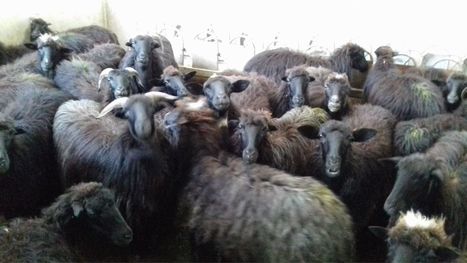 La pecora nera di Arbus: una biodiversità riscoperta dagli allevatori sardi che offre prodotti di alta qualità | Confraternita di Santa Maria della Quercia dei Macellai di Roma | Scoop.it