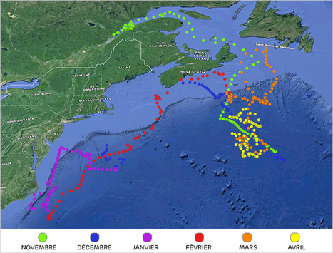 Suivre la migration d'une baleine bleue en vue de protéger l'espèce | Biodiversité | Scoop.it