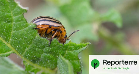 « Les résistances aux pesticides sont inéluctables » | SCIENCES DU VEGETAL | Scoop.it