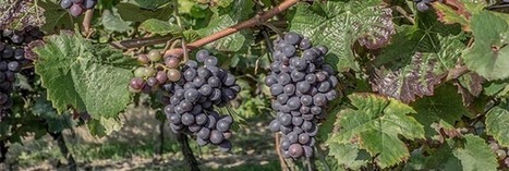 Vendanges : toujours autant de pesticides dans les vignes | Toxique, soyons vigilant ! | Scoop.it