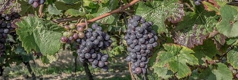 Vendanges : toujours autant de pesticides dans les vignes | Phytosanitaires et pesticides | Scoop.it