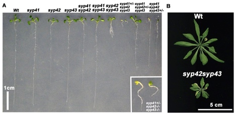 PNAS: Qa-SNAREs localized to the trans-Golgi network regulate multiple transport pathways and extracellular disease resistance in plants | Plants and Microbes | Scoop.it