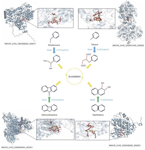 Ecology of hydrocarbon degradation in widespread viruses | brvm | RMH | Scoop.it