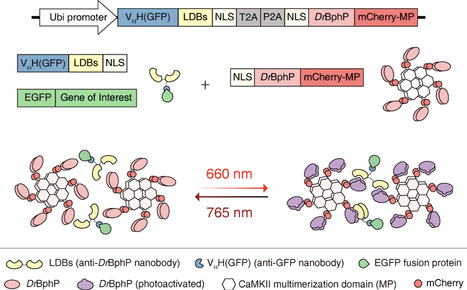 Red Light-Activated Reversible Inhibition of Protein Functions by Assembled Trap | asb | RMH | Scoop.it