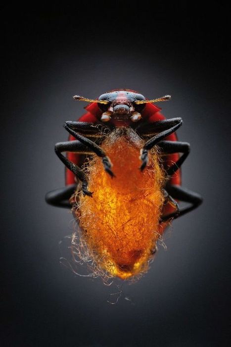 Les parasites diaboliques (2/8). La guêpe fait de la coccinelle son garde du corps | EntomoScience | Scoop.it