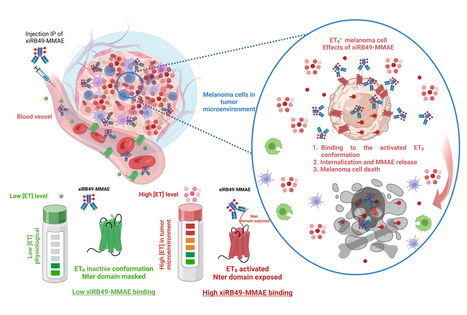 Un anticorps thérapeutique ciblant une conformation activée du récepteur B des endothélines surexprimé dans de nombreux cancers bloque la progression du mélanome dans un modèle préclinique | Life Sciences Université Paris-Saclay | Scoop.it